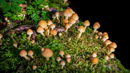 mushrooms in the forest Hypholoma fasciculare or sulphur tuft or clustered woodlover