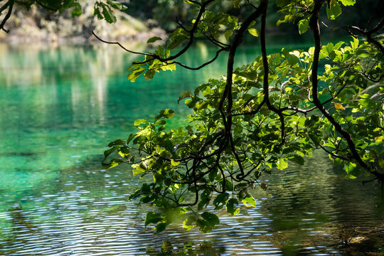 Clear water in the Lake Kaitawa Fairy Springs Track, New Zealand