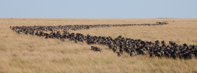 Long lines and masses of wildebeest in the Great Migration of the Serengeti and Masai Mara in East...