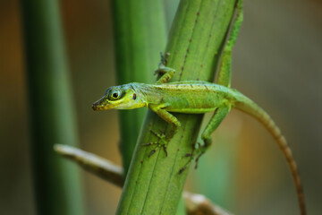 Grenada tree anole sitting on a plant, Grenada.