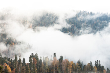 Russia, Krasnodar Territory. Sochi. Rosa Khutor Mountain Resort. Fog over the forest in the mountains.
