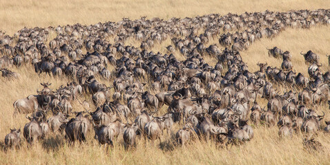 Long lines and masses of wildebeest in the Great Migration of the Serengeti and Masai Mara in East Africa - obrazy, fototapety, plakaty
