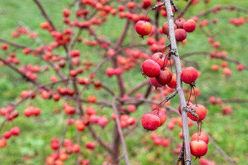 Red apples on a decorative apple tree with fallen leaves in the autumn garden.