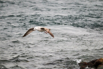 seagull fly over the stormy sea