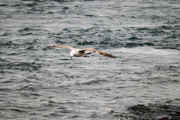 Fototapeta na wymiar seagull fly over the stormy sea