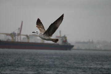 seagull flying in the sky above the bosphorus strait in Istanbul, Turkey in stormy and rainy day