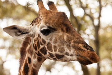 Closeup of an African giraffe head