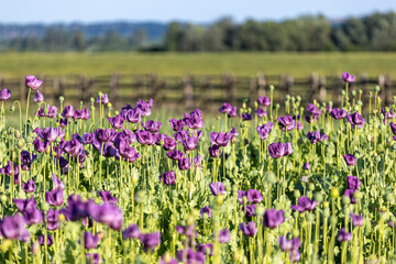 Naklejka premium Poppy Flowers Fields in Kovil, Serbia