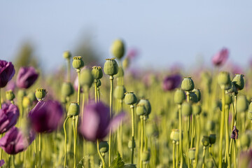 Poppy Flowers Fields in Kovil, Serbia