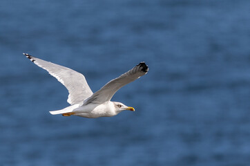 In the Autumn we see different birds when the sun rises a little: gulls, cormorants, egrets, wagtails ...