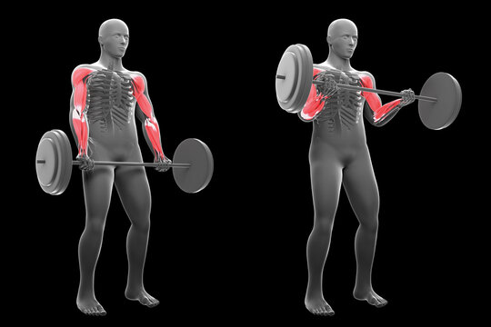 3d Illustration of Standing Barbell Curl