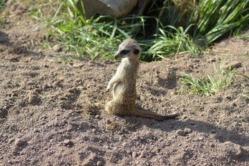 Erdmännchen auf Position