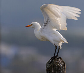 In the Autumn we see different birds when the sun rises a little: gulls, cormorants, egrets, wagtails ...