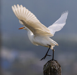 In the Autumn we see different birds when the sun rises a little: gulls, cormorants, egrets, wagtails ...