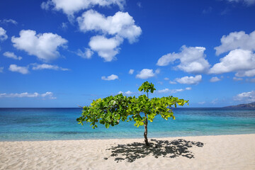 Small shady tree at Magazine Beach on Grenada Island, Grenada.