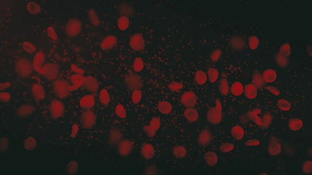 Rote Blutkörperchen oder Blut mit Partikeln in Blutkreislauf - Loop 4K 3D Animation