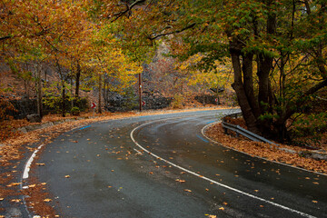 Forest landscape, yellow trees and empty curved road in autumn