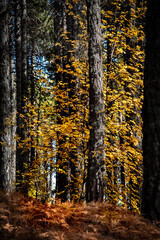 Maple tree with bright yellow falling leaves in autumn.