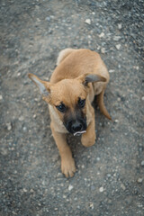cachorro