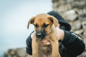 perro