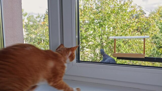 A large pigeon is feasting on seeds from a feeder hanging outside the window. Suddenly, a ginger cat Devon Rex jumps on the windowsill and wants to grab a bird, but the pigeon does not fly away 
