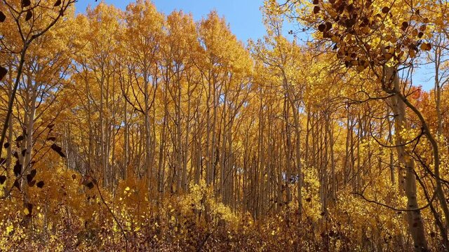 View of leaves falling during Autumn in Aspen forest on sunny day in Utah.