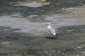 Jeune Mouette Atricille sur la vasière du littoral - Guyane française