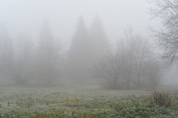 Early morning. The fog is spreading on the ground, enveloping everything in a thick veil, the grass is in frost. Fabulous beauty!