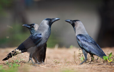 Ravens on a GOA trip to India