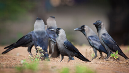 Ravens on a GOA trip to India