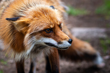 Fototapeta premium red fox portrait