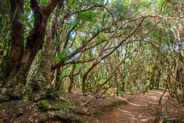 Fototapeta na wymiar hiking path in forest landscape - .walkway through laurel trees, Anaga Mountains, Tenerife, Canary Islands