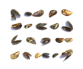 Set made of sea mussel shells, isolated on white background. Summer vacation concept near the sea