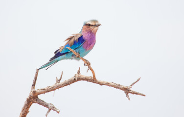 Lilac breasted roller, a beautiful African bird posed on a stick with a white background