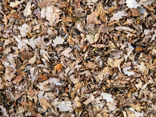 Top view of brown dry old fallen leaves lie on ground, autumn background