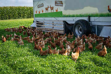 Geflügelhaltung mit Selbstvermarktung - freilaufende Hühner auf einer Weide mit einem mobilen Hühnerstall.