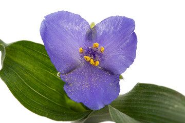 Obraz premium Violet flower of tradescantia, isolated on white background