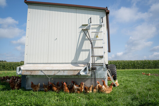 Geflügelhaltung mit Selbstvermarktung - freilaufende Hühner auf einer Weide mit einem mobilen Hühnerstall.