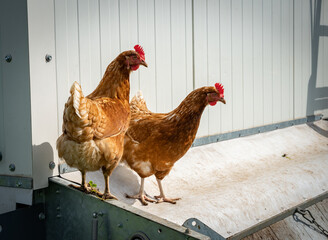 Gefl&uuml;gelhaltung mit Selbstvermarktung - freilaufende H&uuml;hner auf einer Weide mit einem mobilen H&uuml;hnerstall.