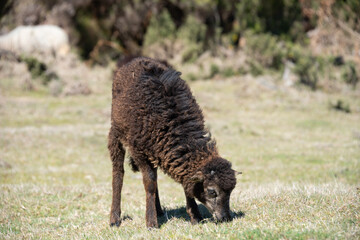 Little black lamb grazing on the meadow on Madeira Island. 
