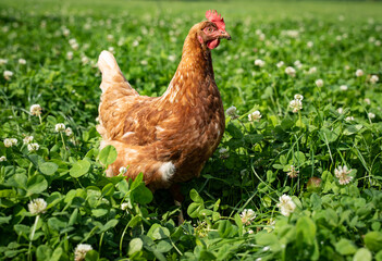 Glückliche Hühner - braune Henne mit viel Auslauf auf einer grünen Wiese.