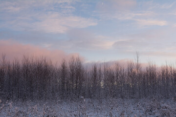 winter countryside landscape at sunset. snowy field and trees. nature in winter season