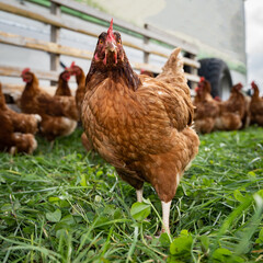 Freilaufende braune Hühner auf einer grünen Kleegraswiese. 