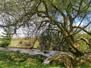 Fototapeta premium tree in the water