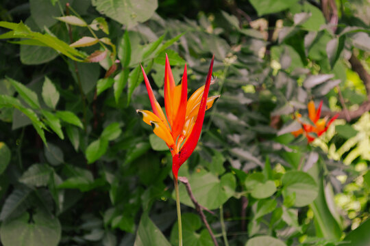 Heliconia en medio de la vegetaci&oacute;n en Colombia 