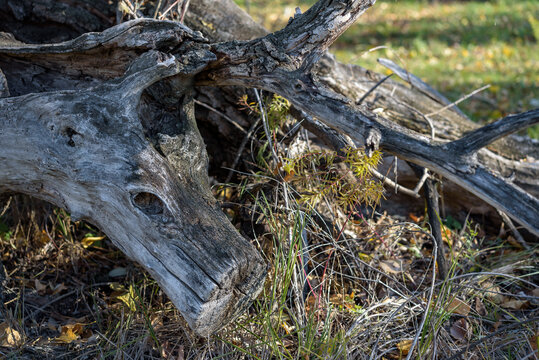 Fallen weathered tree trunk resembling an animal head with a knot hole for an eye. This natural wood illusion, or pareidolia, looks like a wooden wolf or dog resting in the dry forest grass.