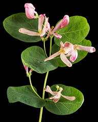 Flowers of Tatar honeysuckle, lat. Lonicera tatarica, isolated on black background