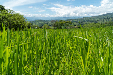 Panoramic landscape in Tamesis with blue sky and mountain on the horizon. Colombia. 