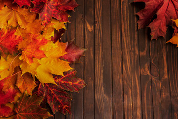 Naklejka na ściany i meble Bright autumn maple leaves on a dark wooden background. Copy space, top view