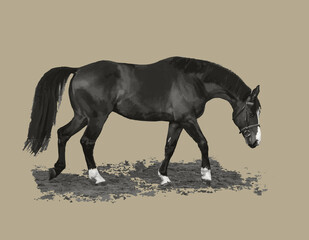 monochrome image of an isolated horse on a light background,  blur, blur the image, collage